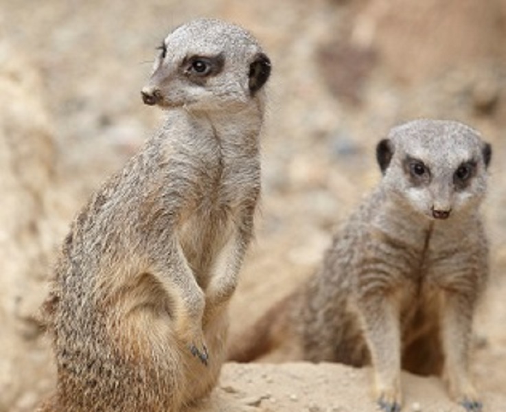 Meerkats at Tropical World - Credit A J Paraskjos