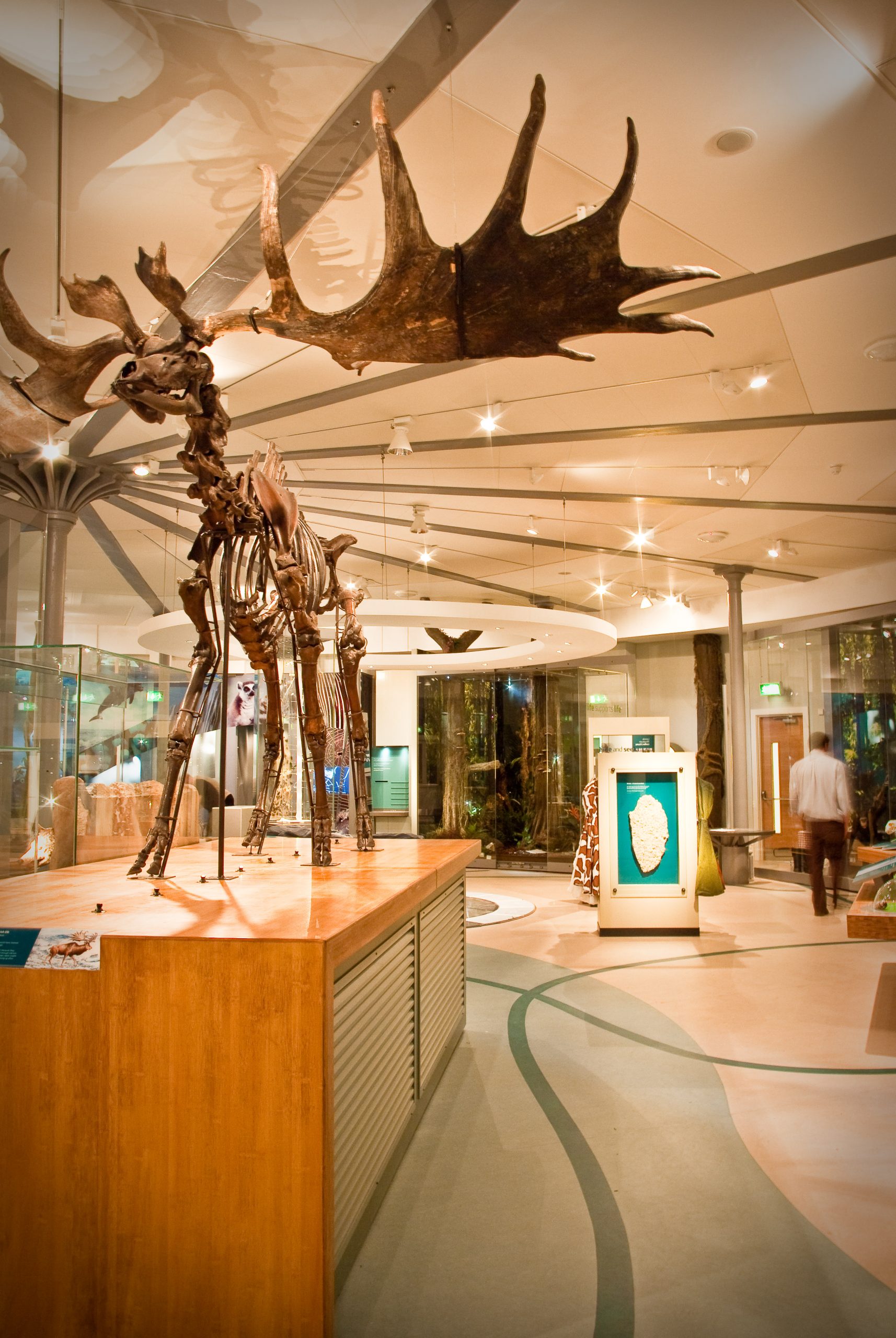 Moose Skeleton Leeds City Museum