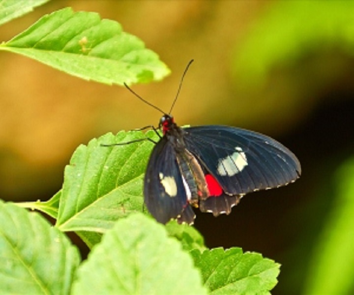 Butterfly - Tropical World